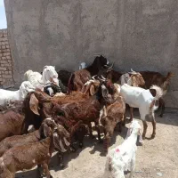 فروش ۸ عدد بز پاکستانی دو قلو زا