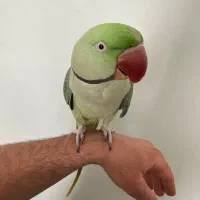 شاه طوطی