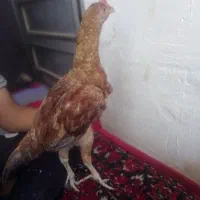 جوجه لاری