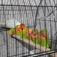 طوطی برزیلی