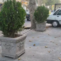 گلدان بتونی آماده با کاج 5 ساله