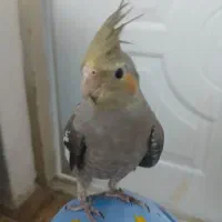 سالم و سرحال