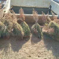 جارو صحرایی(شهرداری)