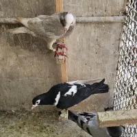 کفتر جوون و خوشگل