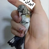 سهره قناری