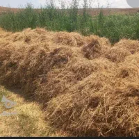 بیده یونجه خشک(سبس)