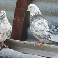 یک جفت تهرونی روزگاری