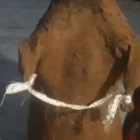 مشکه