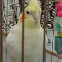 عروس هلندی طلا