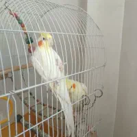 عروس هلندی جفت ونروماده تکی