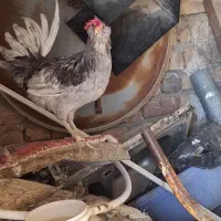 خروس و جوجه 2 ماهه گلین