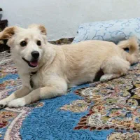 سگ پامراشپیتز