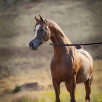 اسب مادیان عرب آبستن از سیلمی ونداد