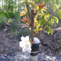 هرس درختان میوه وپیوند