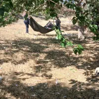 به یک کارگرجهت کاردرمزرعه کشاورزی نیازمندیم