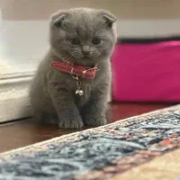 گربه اسکاتیش