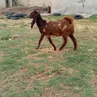 بزغاله