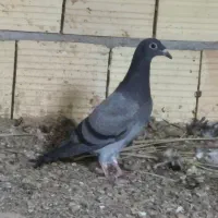 کفتر زاجر