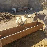 سگ عراقی|سگ|کبودرآهنگ, |دیوار