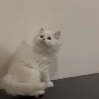 واگذاری گربه بریتیش