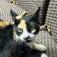 گربه Dsh|گربه|رشت, گلباغ نماز|دیوار