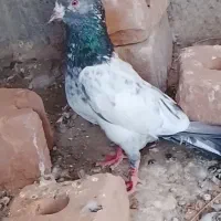 کفتر پاکستانی