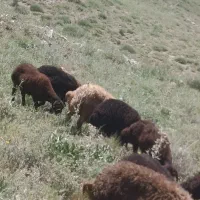 بره نر ماده