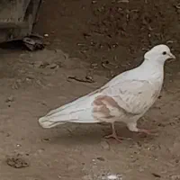 کفتر