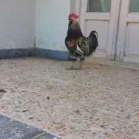خروس دورگ
