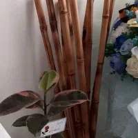 چوب بامبو