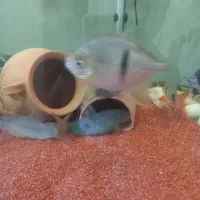 لوچ بوتیا ۲ عدد اور سایز