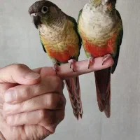 یک جفت گرینچیک نر و ماده دستی
