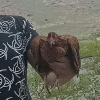 مرغ محلی تخم گذار