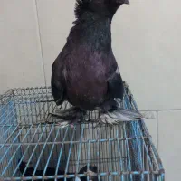 کبوتربخارا