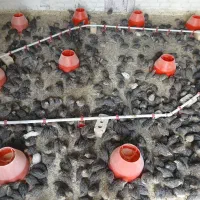بلدرچین زنده گوشتی