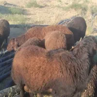 فروش بره قوچ هترو