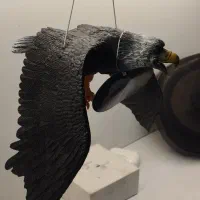 قرقی / عقاب اویز اینه .