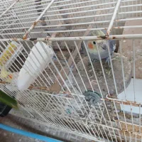 جفت عروس هلندی