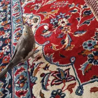 عروس هلندی همراه قفس