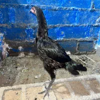 مرغ گوچ