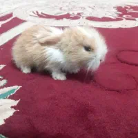 بچه خرگوش لوپ اصیل