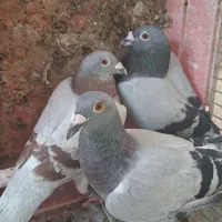 کاغذی و چهی