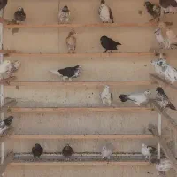 کبوتر نر ماده و جوجه کبوتر
