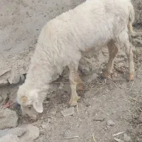 میش.