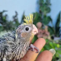 جوجه عروس سرلاکی