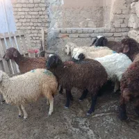 بره|حیوانات مزرعه|کوهدشت, |دیوار