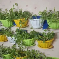 گیاه پتوس و گندمی