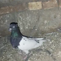 تعدادی کبوتر از همه رنگ