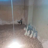 جوجه لاری نسل و دنگ بالا