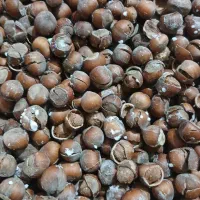 فندوق ییلاق اشکور گیلان تازه